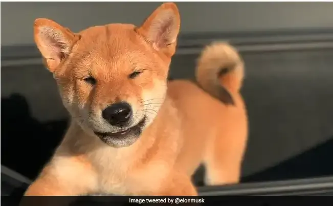 A picture of Elon Musk's new Shiba Inu puppy, Floki.